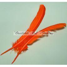 Kalkkunan sulkapari, sulat (siipisulka), Orange 1pari