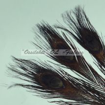 Ossilehti Albino Peacock Eyes (pohjaväri silvergrey) BLACK 3 kpl TFH™