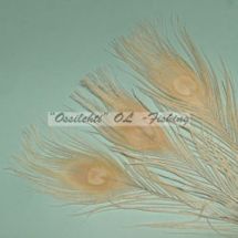 Ossilehti Albino Peacock Eyes (pohjaväri silvergrey) WHITE 3 kpl TFH™